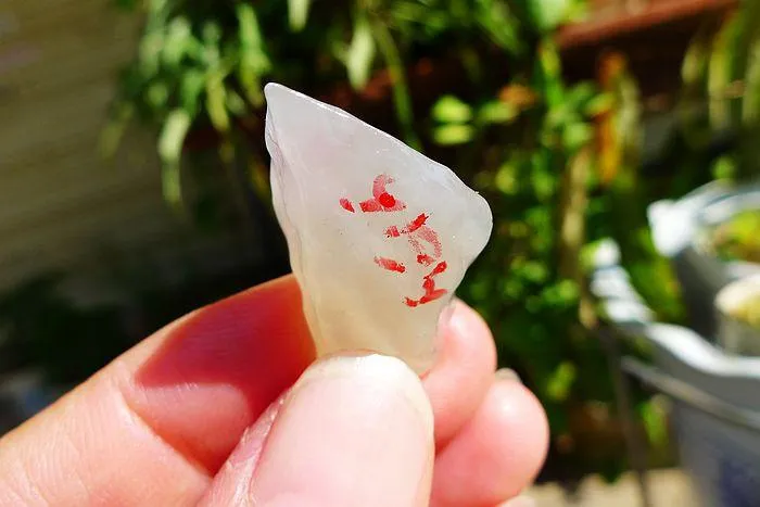 Natural Jade Rough Jadeite Raw (6.5g,3X1.8X0.9cm)