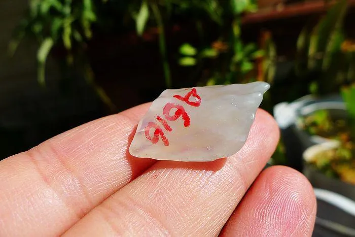 Natural Jade Rough Jadeite Raw (6.5g,3X1.8X0.9cm)